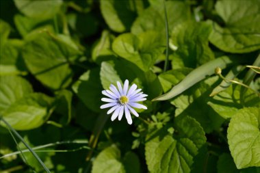 Apennine anemone mavi çiçek - Latince adı - Anemone apennina