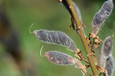 Large leaved lupine seed pods - Latin name - Lupinus polyphyllus