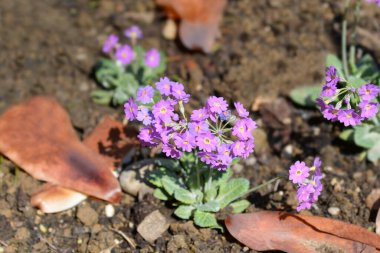 Uzun çiçekli çuha çiçeği - Latince adı - Primula halleri