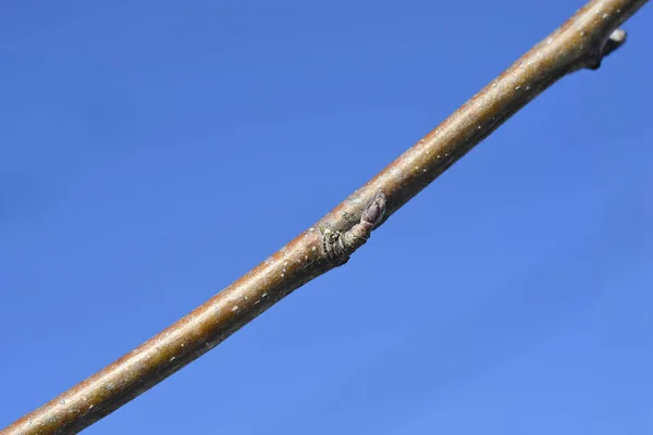 Common Mountain Ash Branch Buds Latin Name Sorbus Aucuparia — Stock Photo, Image
