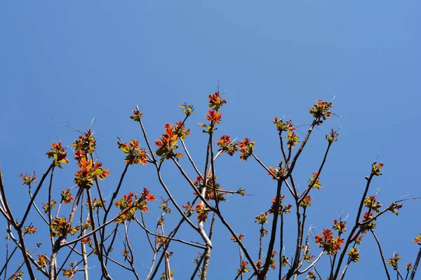Tree of heaven branches with new leaves - Latin name - Ailanthus altissima