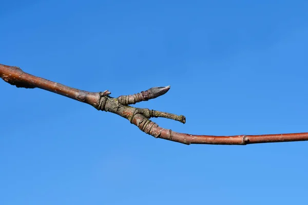 Common Mountain Ash Branch Buds Latin Name Sorbus Aucuparia – stockfoto