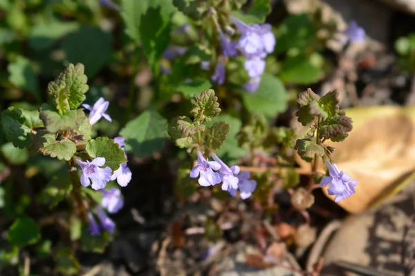 Ground-ivy flowers - Latin name - Glechoma hederacea