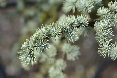 Mavi atlas sedir dalı - Latince adı - Cedrus atlantica Glauca