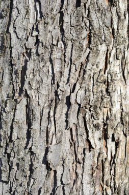 Gümüş akçaağaç kabuğu detayı - Latince adı - Acer saccharinum