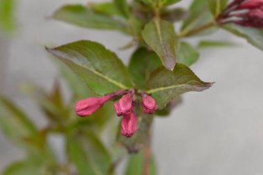 Weigela Minuet çiçek tomurcukları - Latince adı - Weigela Minuet