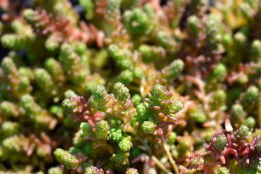 Goldmoss Stonecrop yaprakları - Latince adı - Sedum dönümü