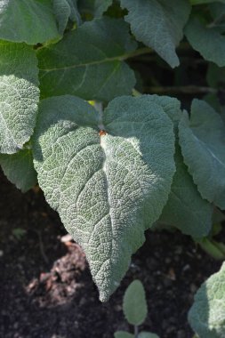 Clary adaçayı yaprakları - Latince adı - Salvia skalası