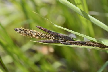 Siyah saz çiçekleri - Latince adı - Carex nigra