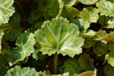 Creeping saxifrage leaves - Latin name - Saxifraga stolonifera