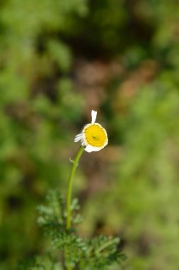 Atlas Dağı çiçeği - Latince adı - Anacyclus pyrethrum