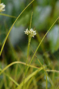 Snow-white wood rush flower buds - Latin name - Luzula nivea