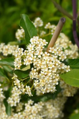 Firethorn Golden Charmer flowers - Latin name - Pyracantha Golden Charmer