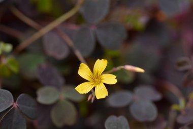 Sarmal sarı çiçekler - Latince adı - Oxalis spiralis