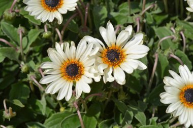 Cream African Daisy flowers - Latin name - Arctotis stoechadifolia