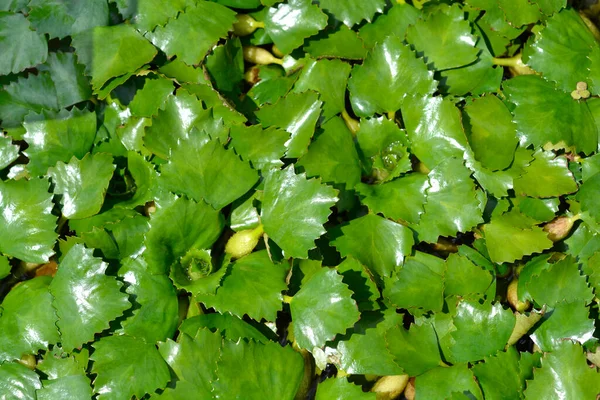 stock image Water chestnut leaves - Latin name - Trapa natans