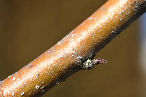 Common Mountain Ash Branch Buds Latin Name Sorbus Aucuparia — Stock Photo, Image