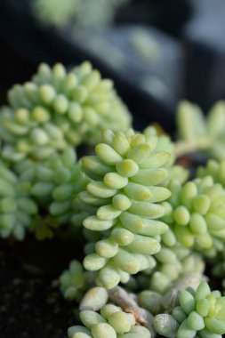 Burros kuyruğu - Latince adı - Sedum morganianum Burrito