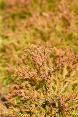 Fire Chief branches - Latin name - Thuja occidentalis Fire Chief