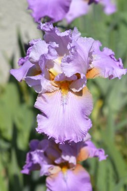 Tall bearded iris Horny Lorri flowers - Latin name - Iris barbata elatior Horny Lorri