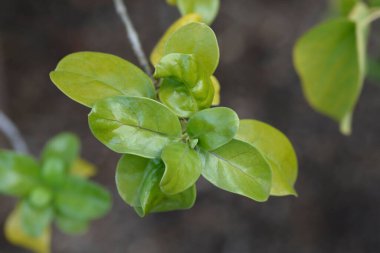 Ayna Bush ayrıldı - Latince isim - Coprosma tövbe etti