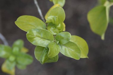 Mirror Bush leaves - Latin name - Coprosma repens clipart