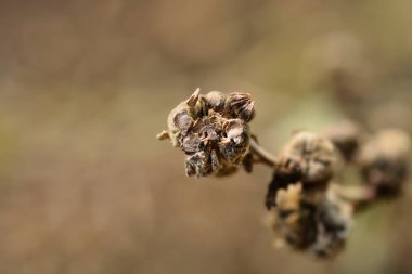Genel marsh mallow tohumları - Latince adı - Althaea officinalis