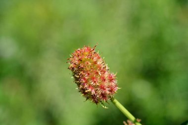 Meyan kökü başı - Latince adı - Glycyrhiza glabra