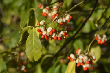 White spindle branch with leaves and seeds - Latin name - Euonymus europaeus f. Albus