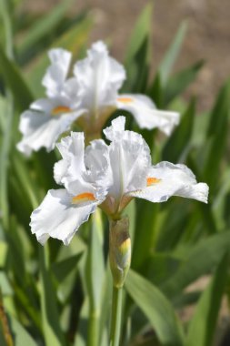 Intermediate bearded iris I'll Be Back flowers - Latin name - Iris barbata-media I'll Be Back