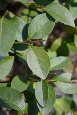 Oval-leaved privet leaves - Latin name - Ligustrum ovalifolium clipart