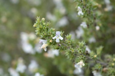 Mountain savory small flowers - Latin name - Satureja montana