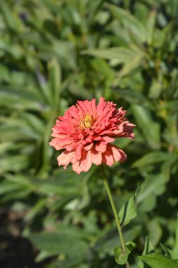 Red colored zinnia flower - Latin name - Zinnia elegans Chrysantha