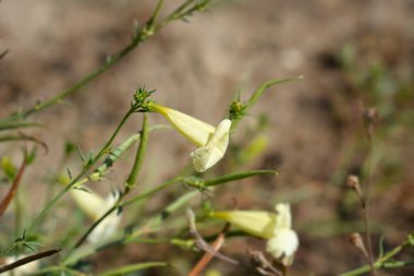 Przewalski gloxinia creamy white flowers - Latince adı Incarvillea sinensis var. przewalskii