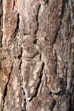 Siyah çam kabuğu detayı - Latince adı - Pinus nigra