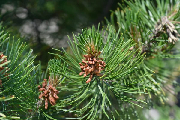 Dwarf mountain pine branches with flowers - Latin name - Pinus mugo