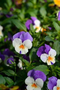 Blue, white and orange Horned violet flower - Latin name - Viola cornuta