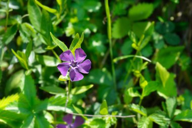 Küçük Periwinkle Atropurpurea çiçeği - Latince adı - Vinca minor Atropurpurea