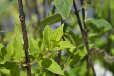 Paniculate hydrangea Cofetti leaves - Latin name - Hydrangea paniculata Cofetti