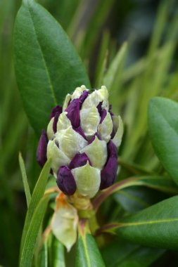 Rhododendron Marcel Menard flower bud - Latin name - Rhododendron Marcel Menard