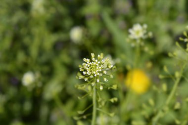 Çobanlar çanta çiçeği - Latince adı - Capsella bursa-pastoris