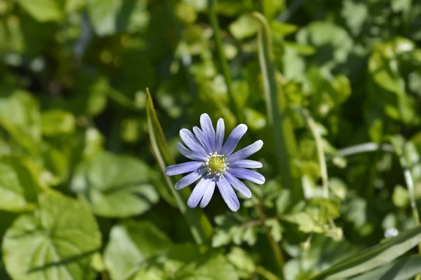 Apennine anemone mavi çiçek - Latince adı - Anemone apennina
