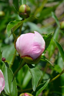 Pale pink Fragrant peony flower bud - Latin name - Paeonia lactiflora