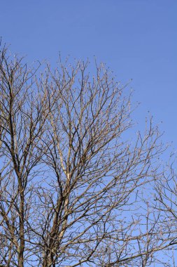Red horse chestnut branches with buds against blue sky - Latin name - Aesculus x carnea