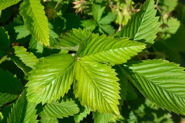 Green strawberry leaves - Latin name - Fragaria viridis