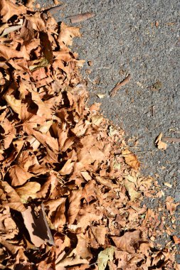 Detail of a road with brown dry fallen leaves 