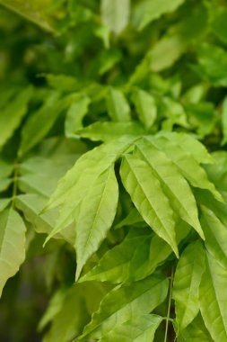 Japon Wisteria Black Dragon Latince adıyla Wisteria Floribunda Black Dragon 'dan ayrılıyor.