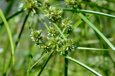 Tall flatsedge - Latin name - Cyperus eragrostis