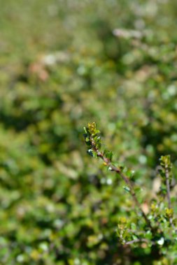 Honeysuckle branches with leaves - Latin name - Lonicera ligustrina var. yunnanensis