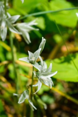 Düşen Beytüllahim Yıldızı çiçekleri - Latince adı - Honorius fındıkları